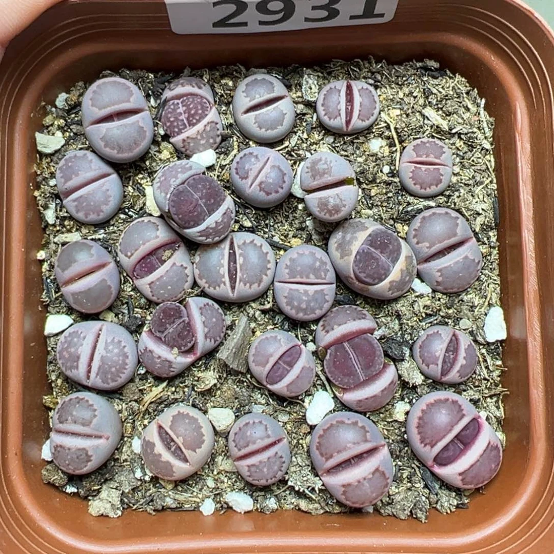 【闪购商品】2931……