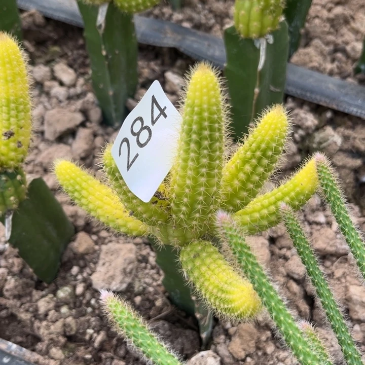 潇***回彩五注锦^_^^_^284