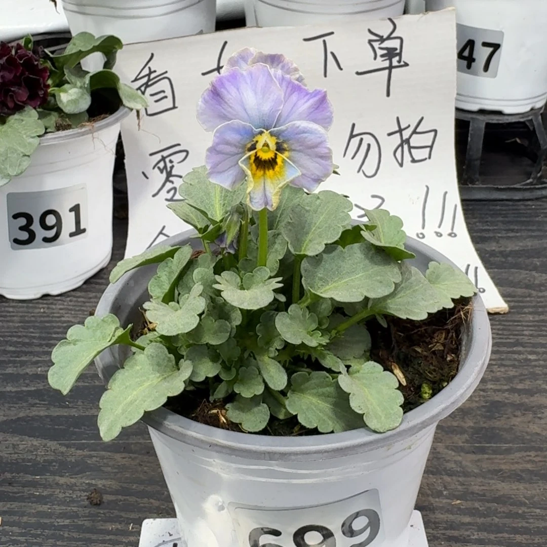 全部花朵699号青金石