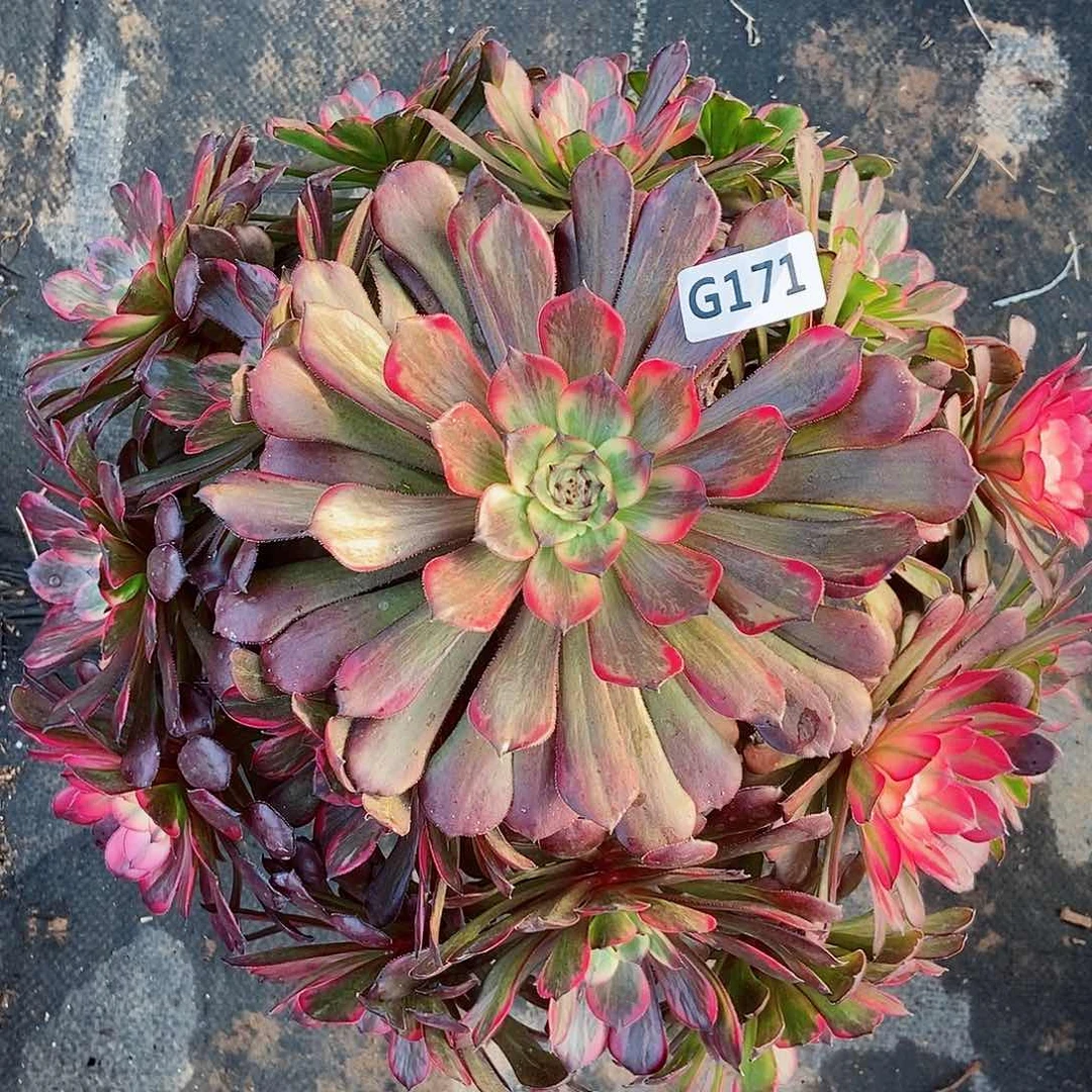 红陶171烟花3多肉