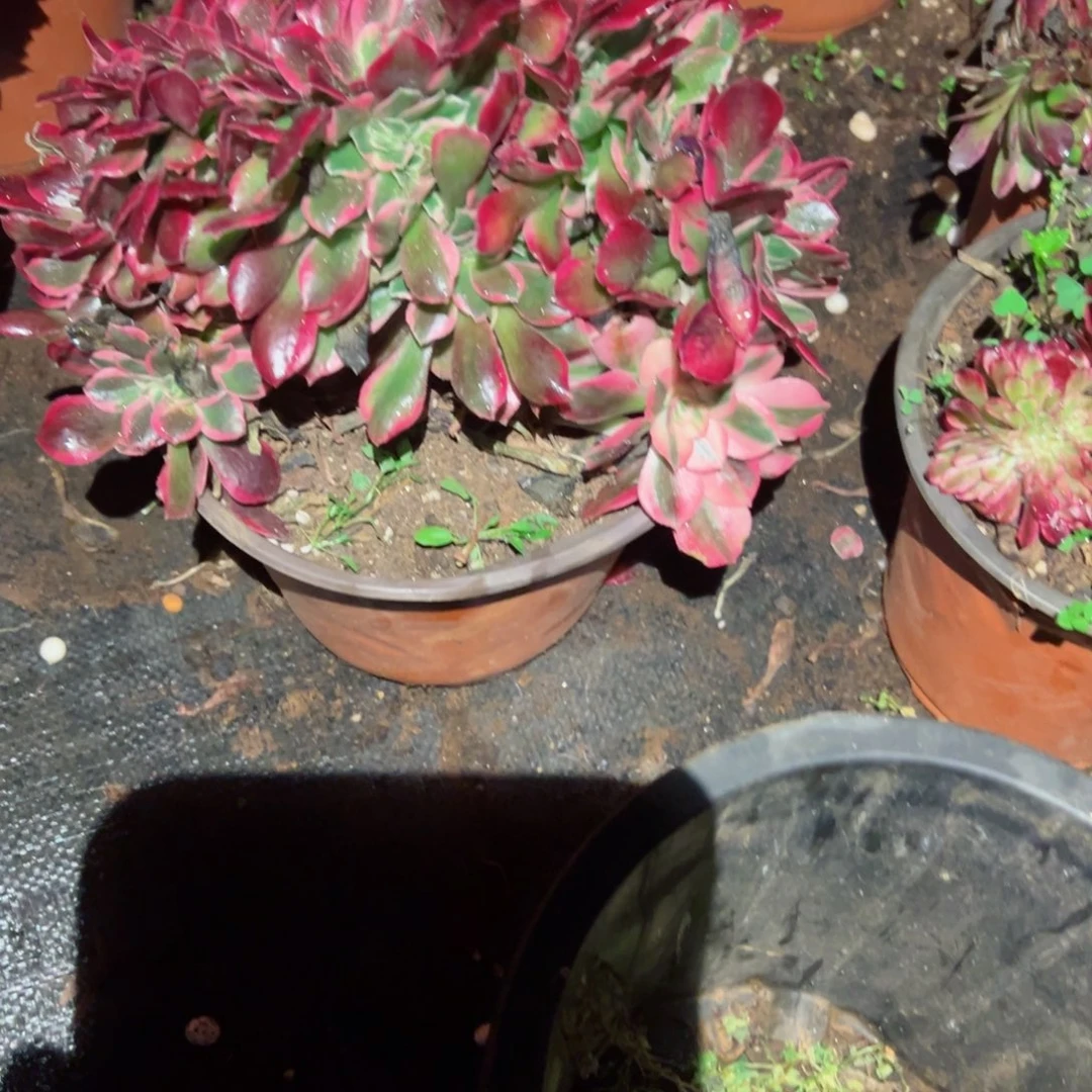 2050 号多肉植物法师新年福利