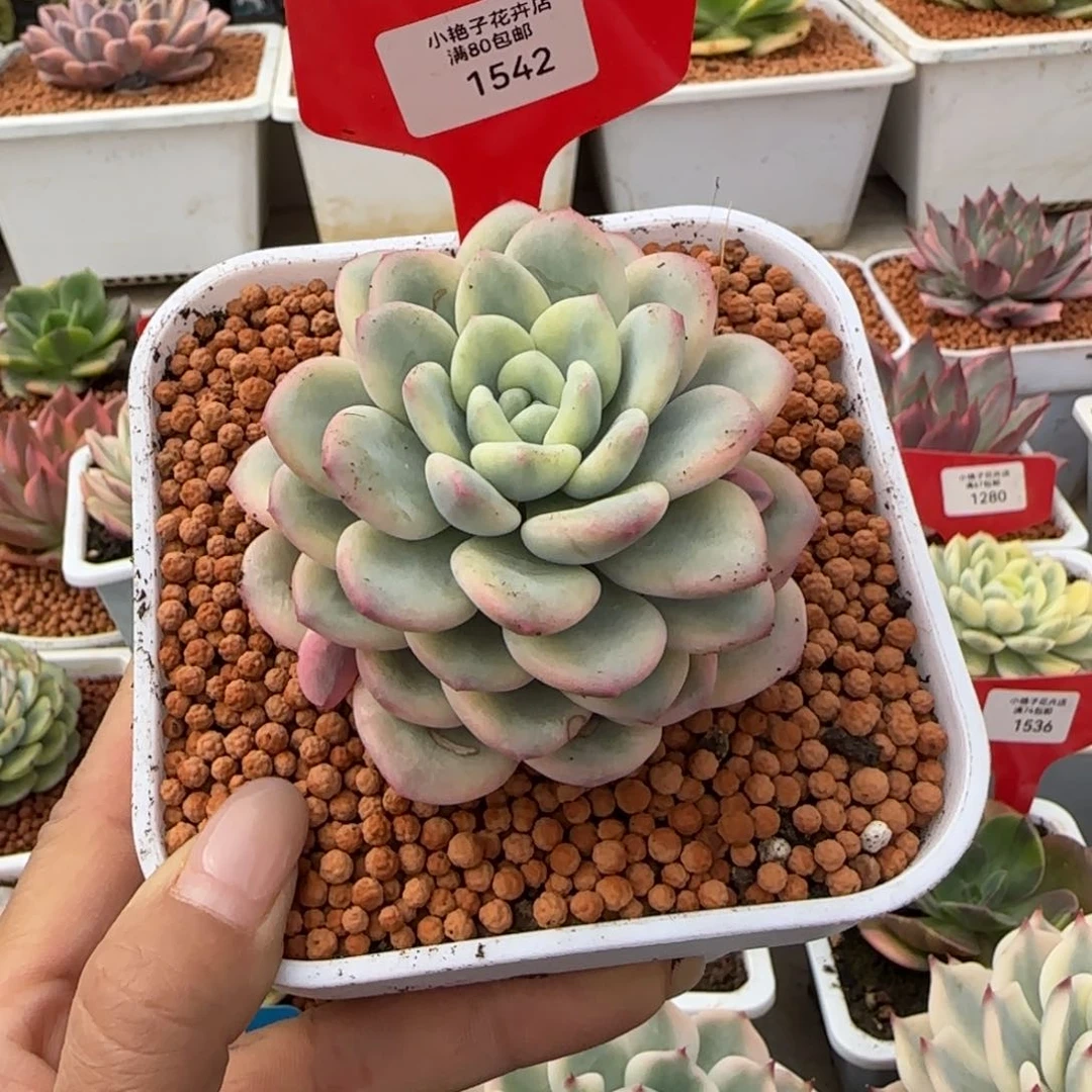 1542白马锦多肉植物
