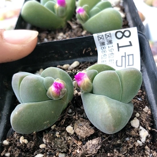 5681，两棵双头开紫花