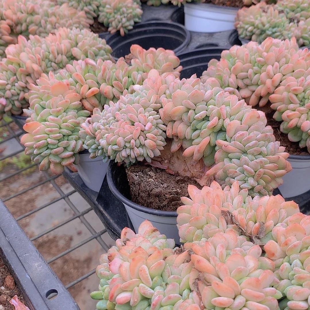 粉珍妮缀化45678899999