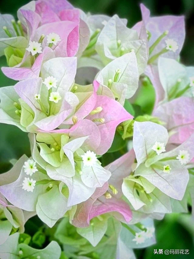 (l绿樱）网红款三角梅勤花品种四季开花好养易活原盆原土发货