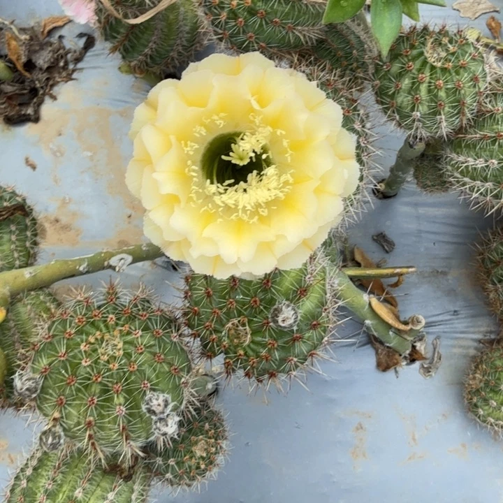 彩草仙人球c11侧芽一个
