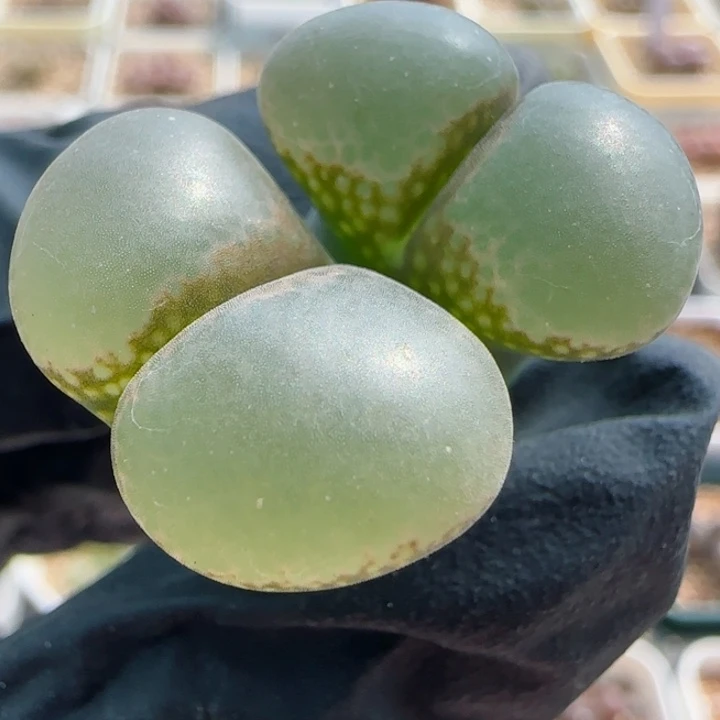 多肉植物紫体白窗风铃母本一颗71号