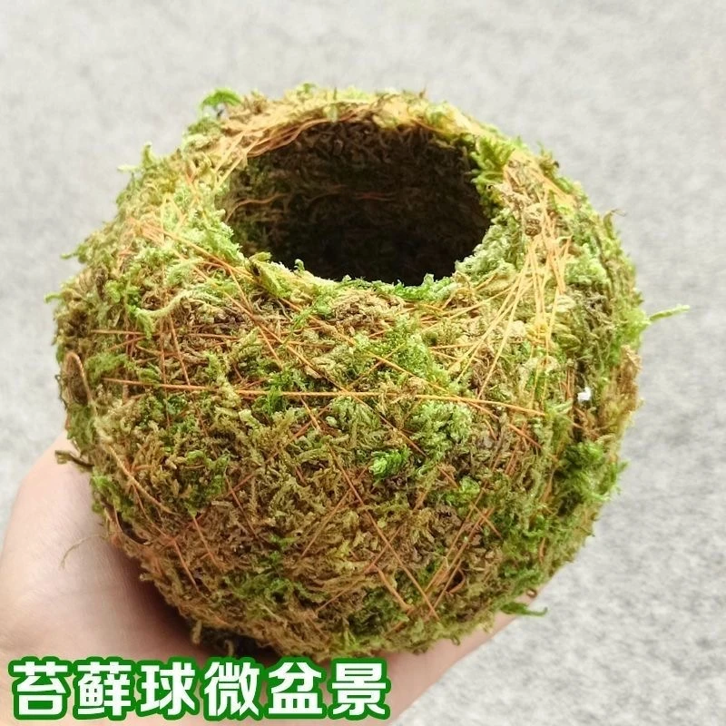 创意花盆苔藓球花盆苔玉盆栽石斛盆微景观青苔盆保湿迷你拇指花盆