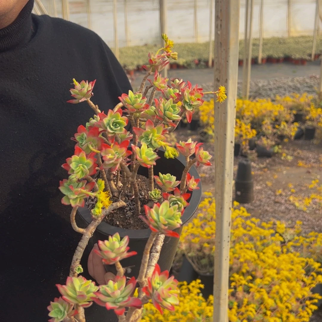 薄化妆飘枝多肉两盆