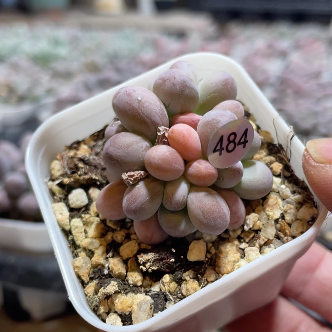 西瓜奶酪多肉植物