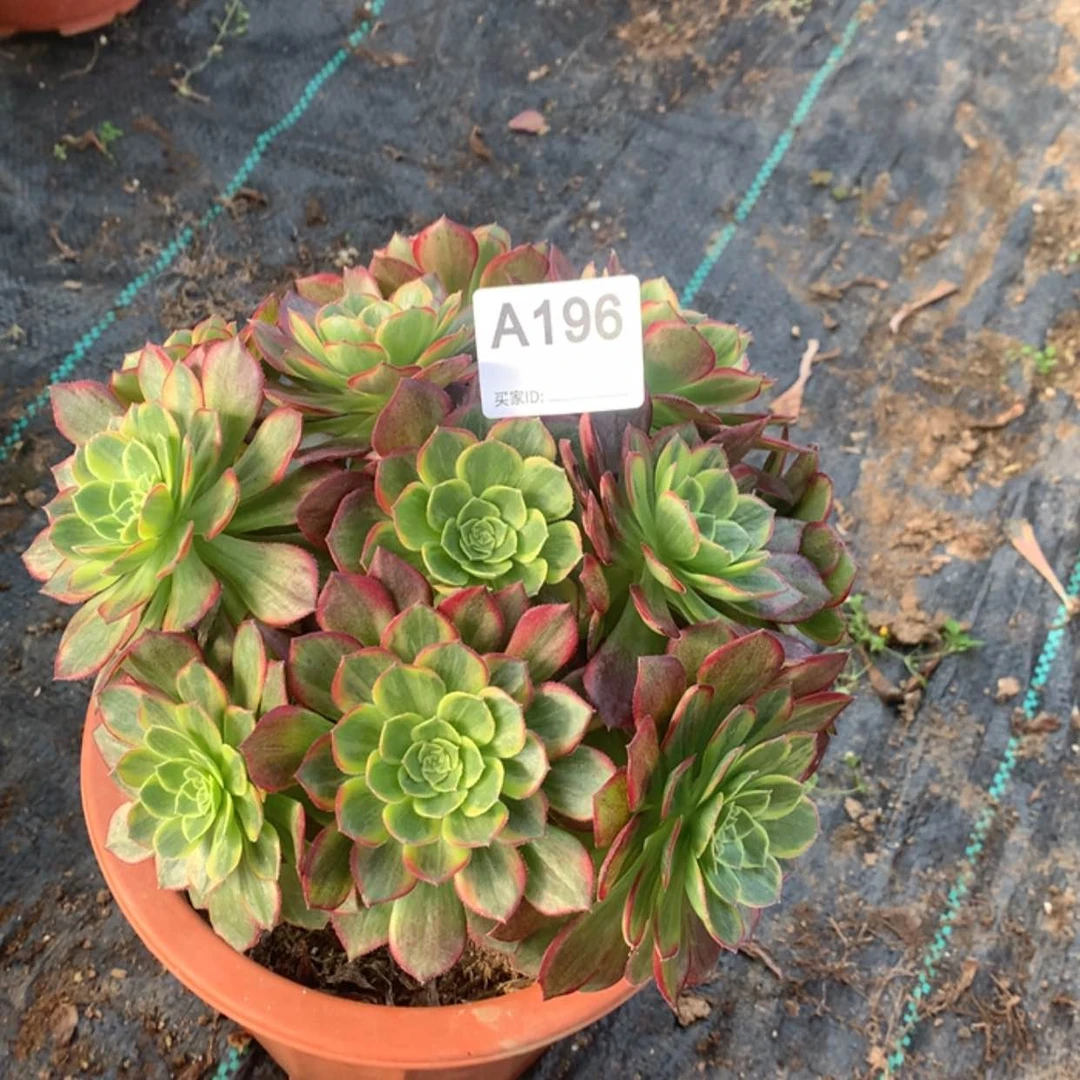 【闪购商品】妞196万黄锦