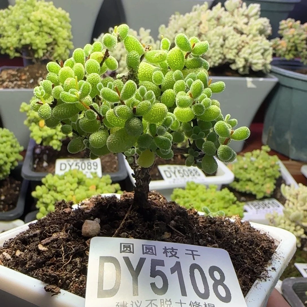 白*洲5108翡翠一物一拍