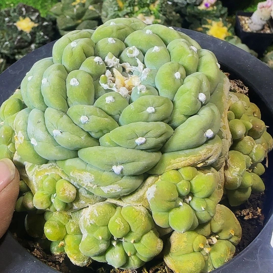 古田呗581仙人球开花