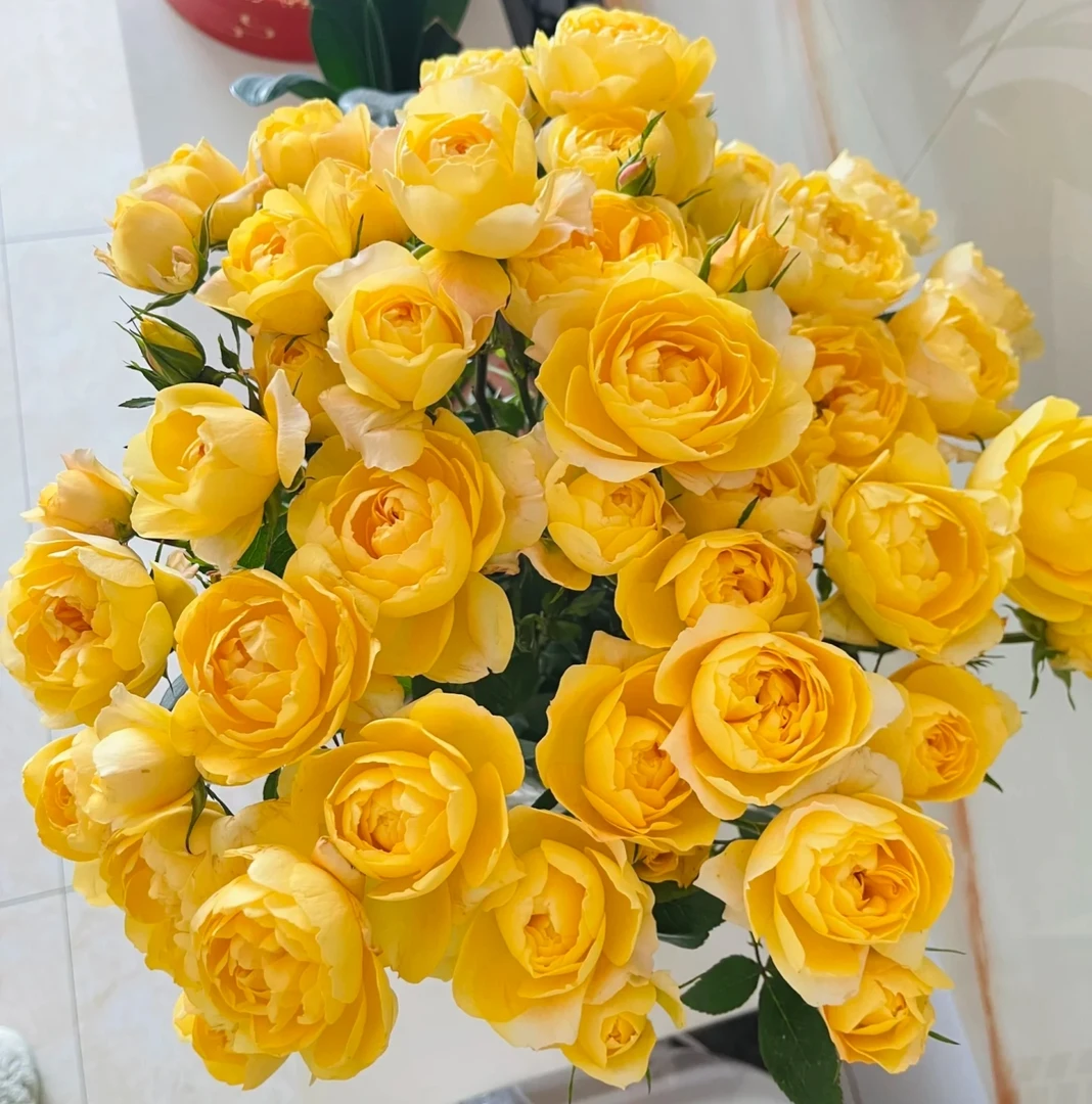 黄果汁(浪漫的玫瑰园一物一拍)