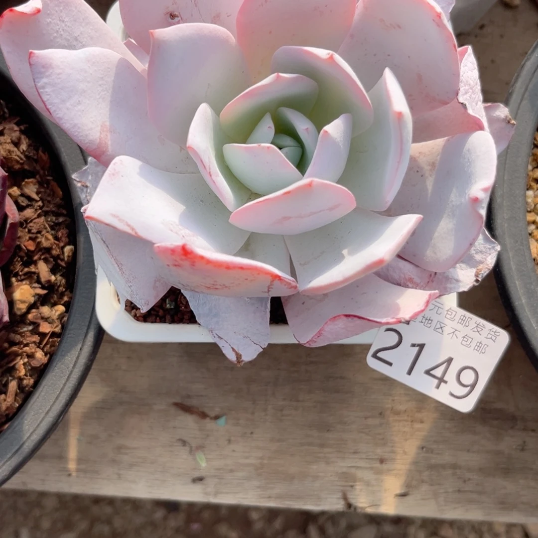 大2149（g x h cv g j j j