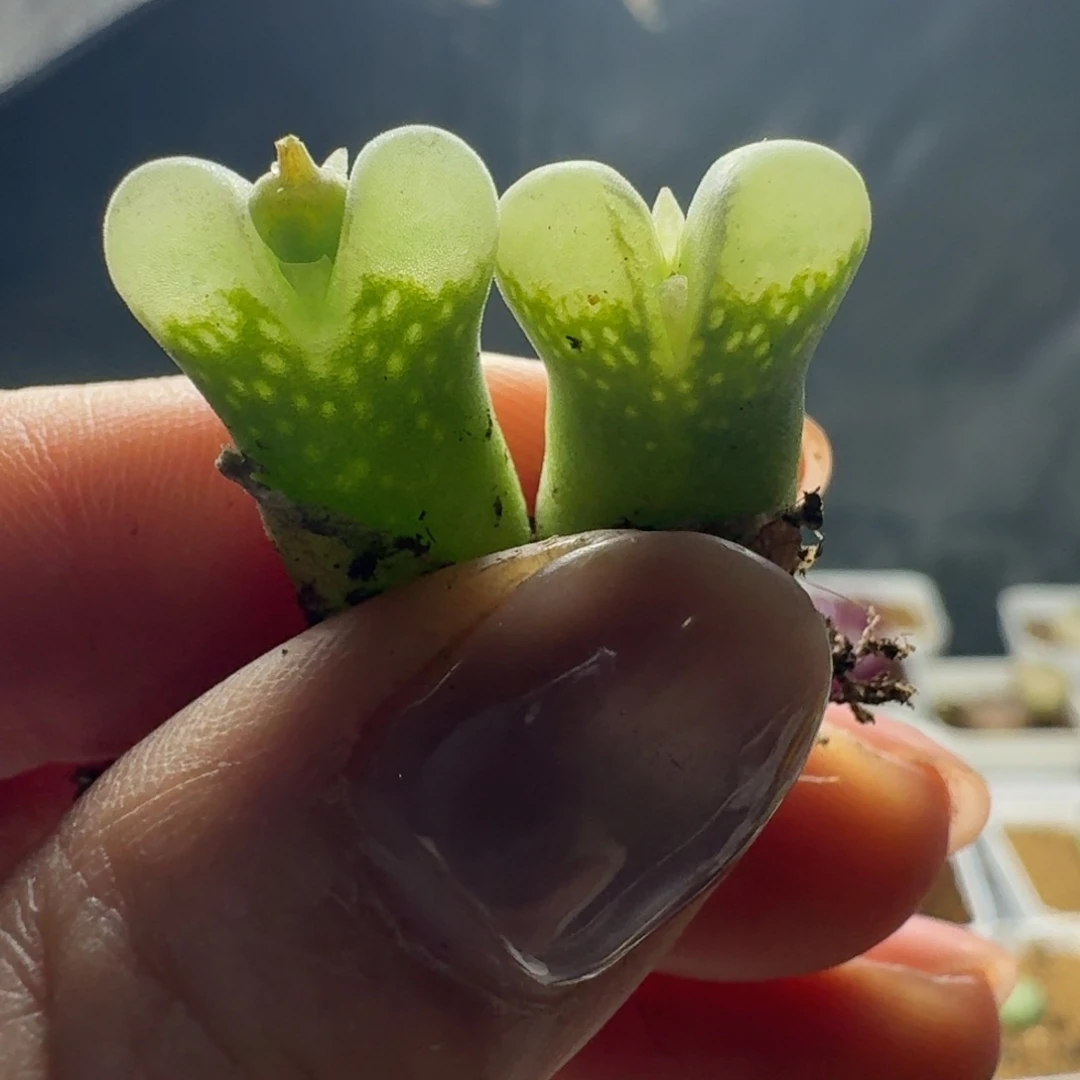 2318两颗冰风铃00000