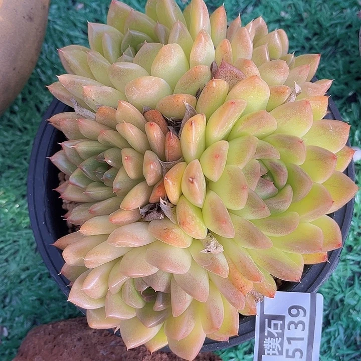 麦秆15139多肉植物