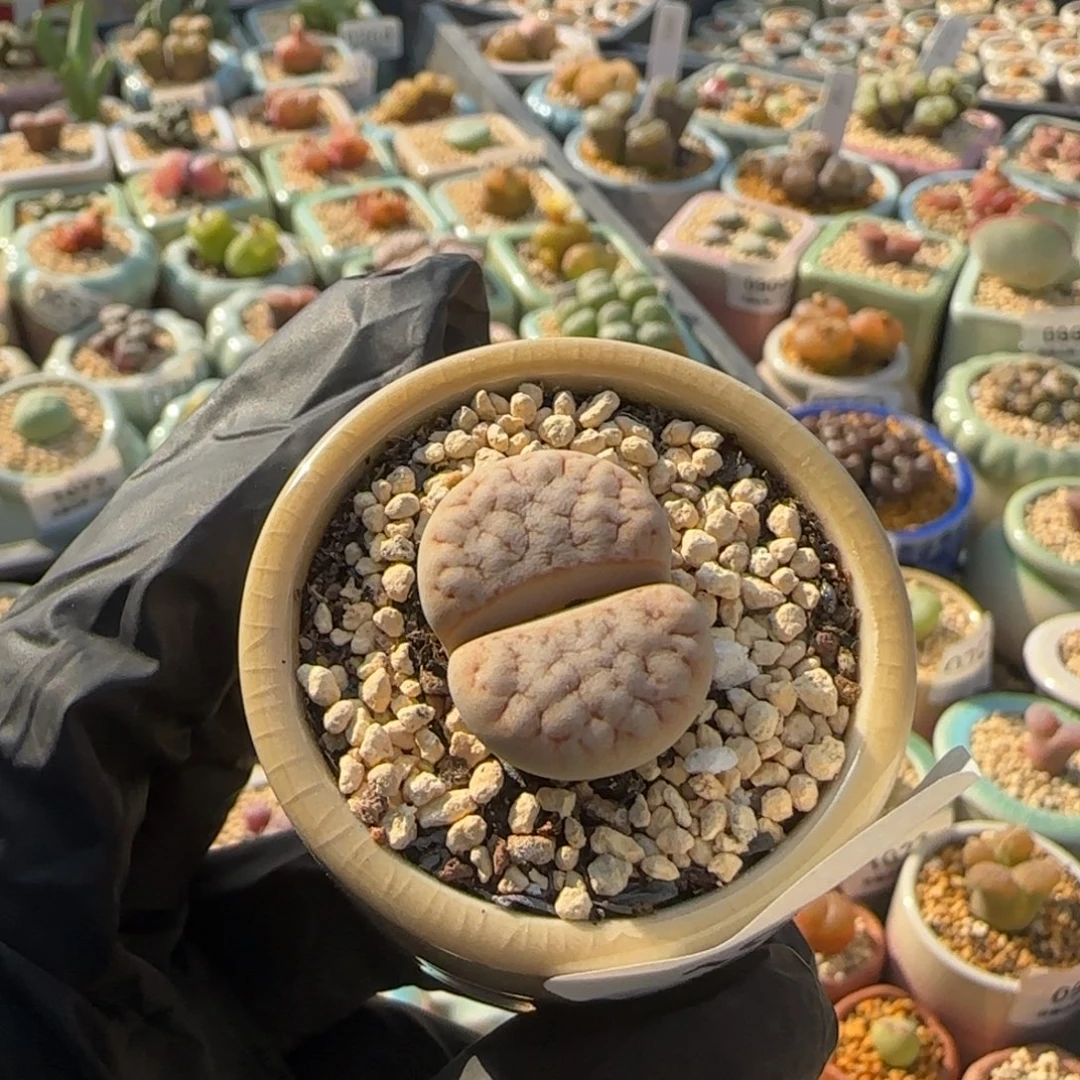 1079--一物一拍 带盆 拿铁