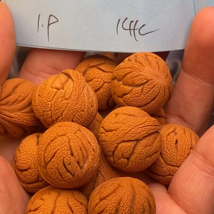 桃核吊坠秦岭龙纹桃核19尺寸