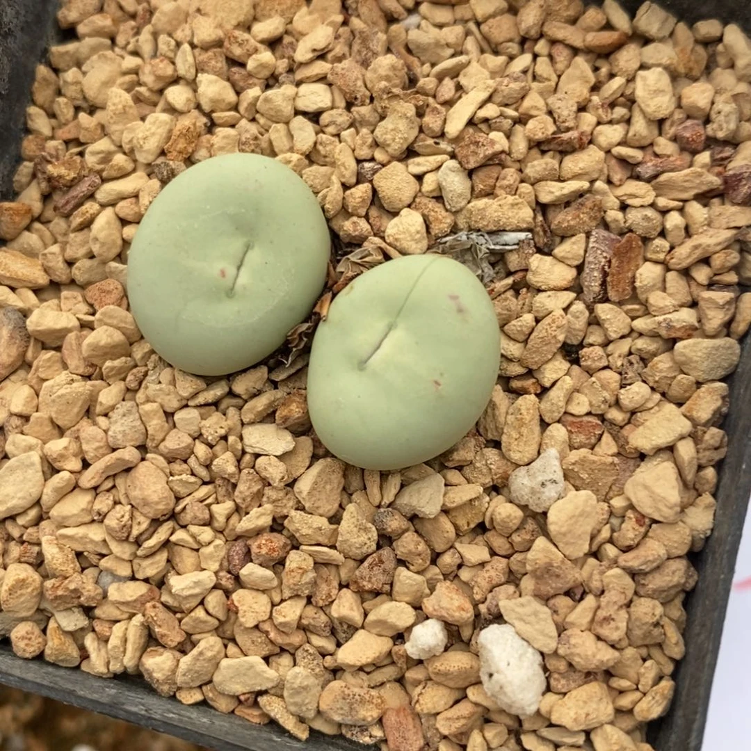 446大型小红嘴一颗。