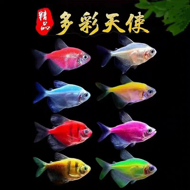 【天使鱼】活体小型鱼苗观赏鱼耐活荧光热带鱼群游淡水鱼斑马灯科