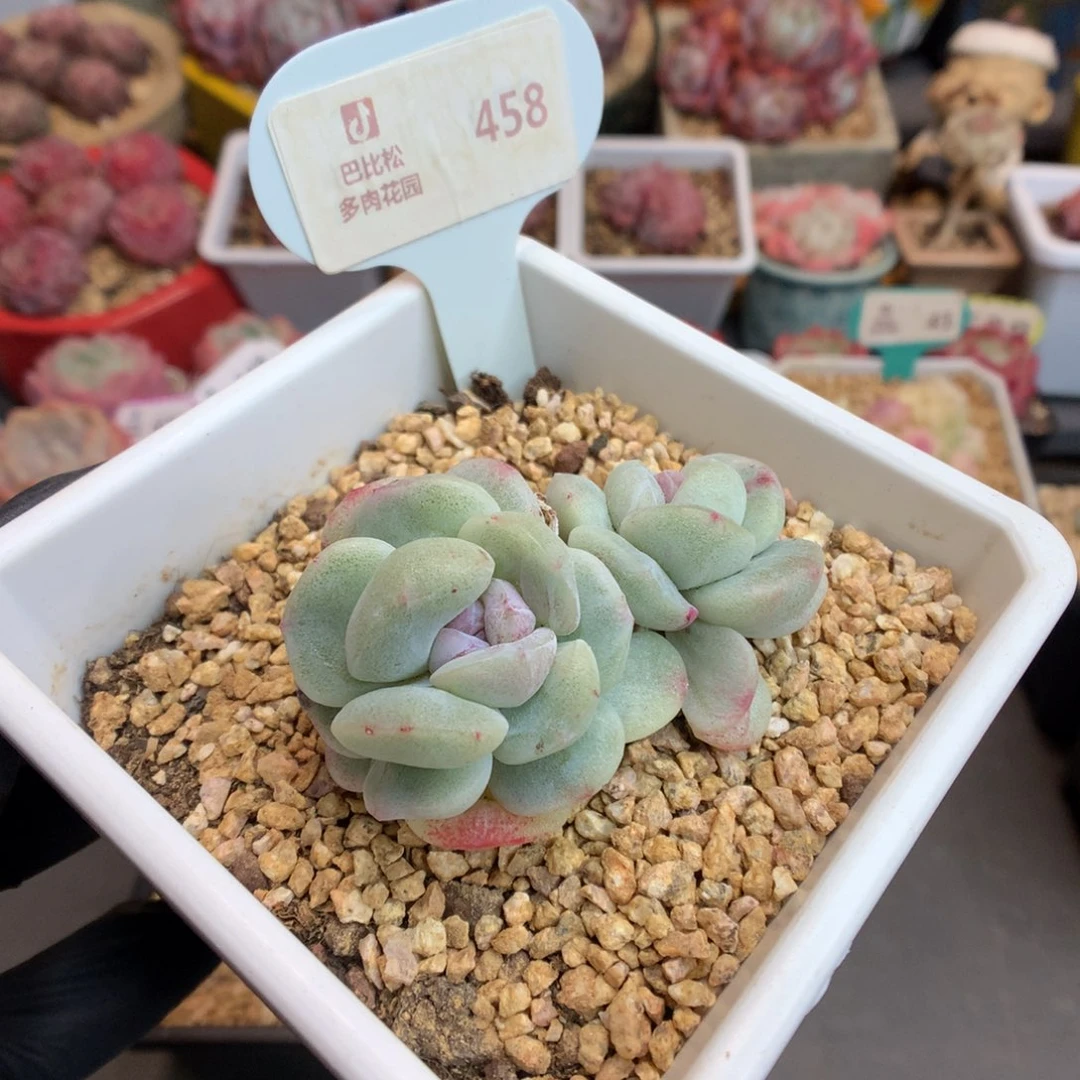 泡**.458 冰玉石化多肉