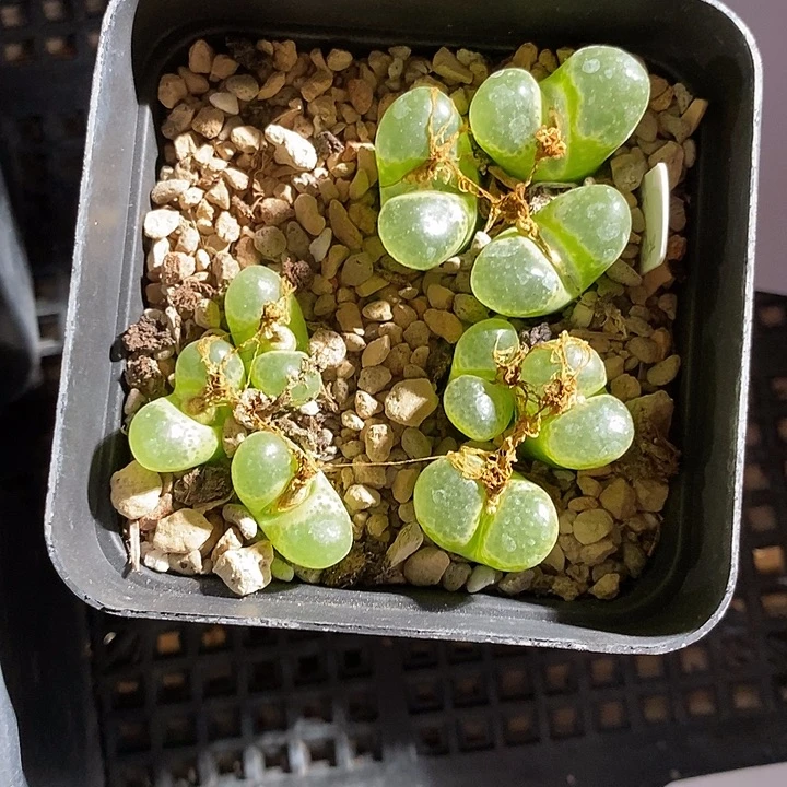 12381。 一盒粉樱花。