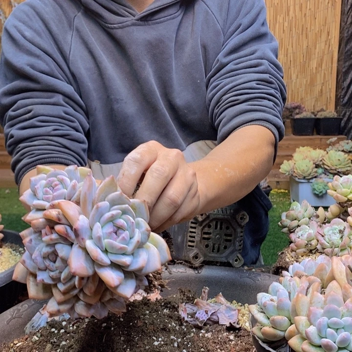 春***姐488号星影多肉植物