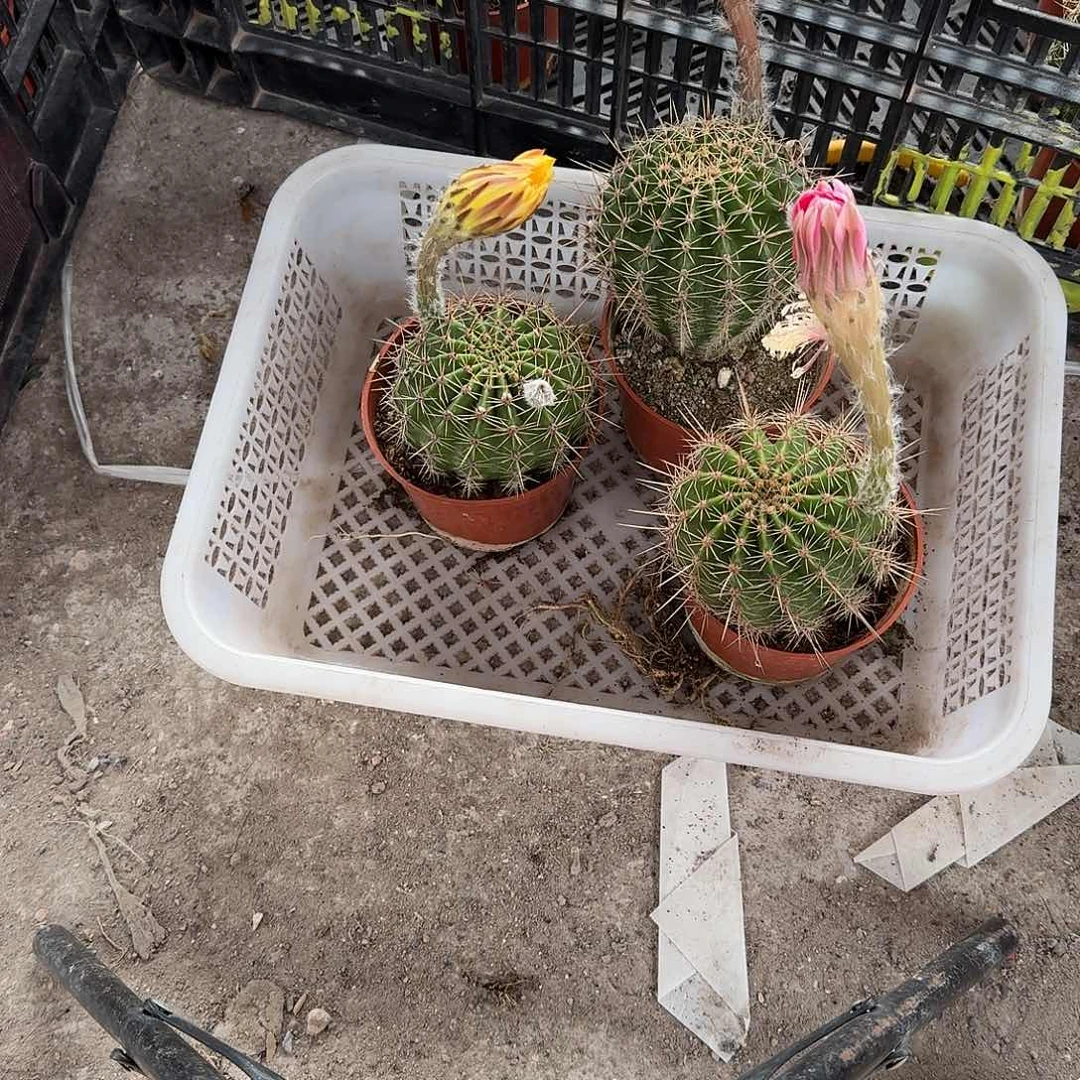 徐***蕃无花朵彩草哈哈哈哈哈哈