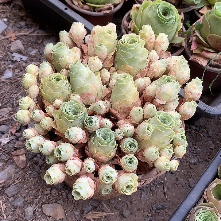 阿罗拉黄玫瑰多肉群模特带框
