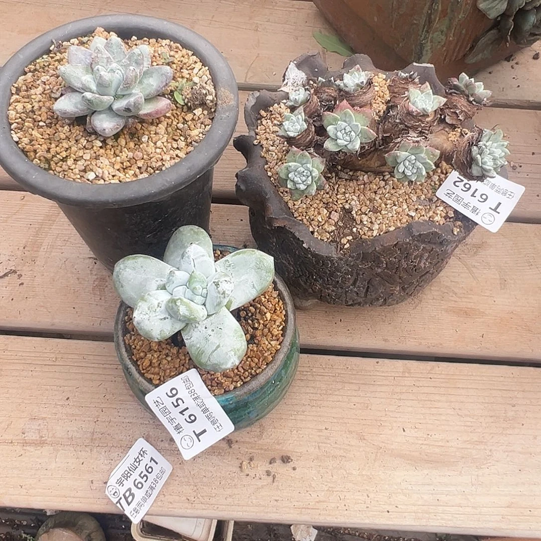 旺***酥6156仙女杯四颗多肉