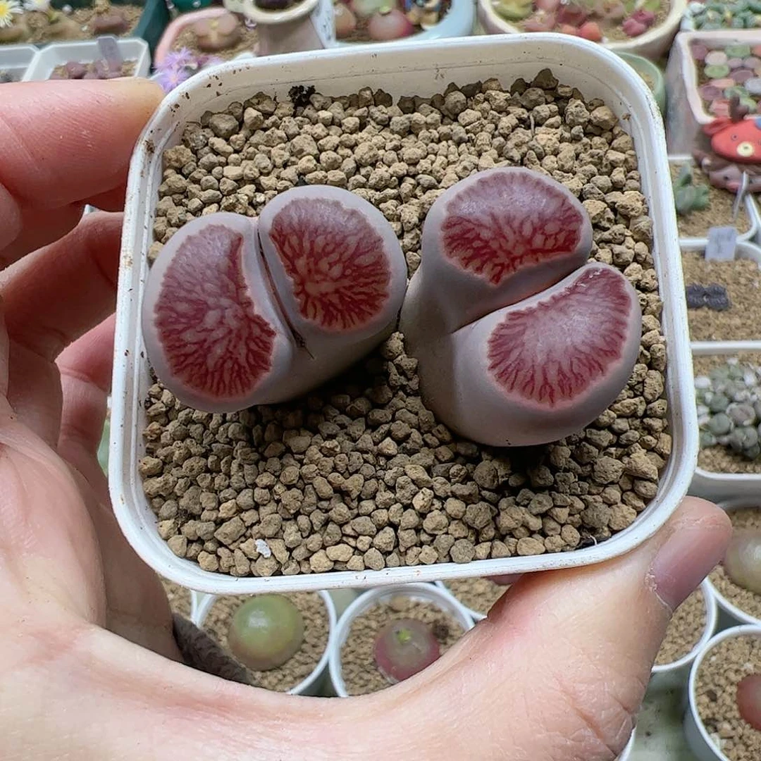 【闪购商品】241 特选菊