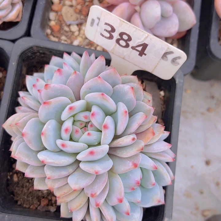 健健康康平平安安