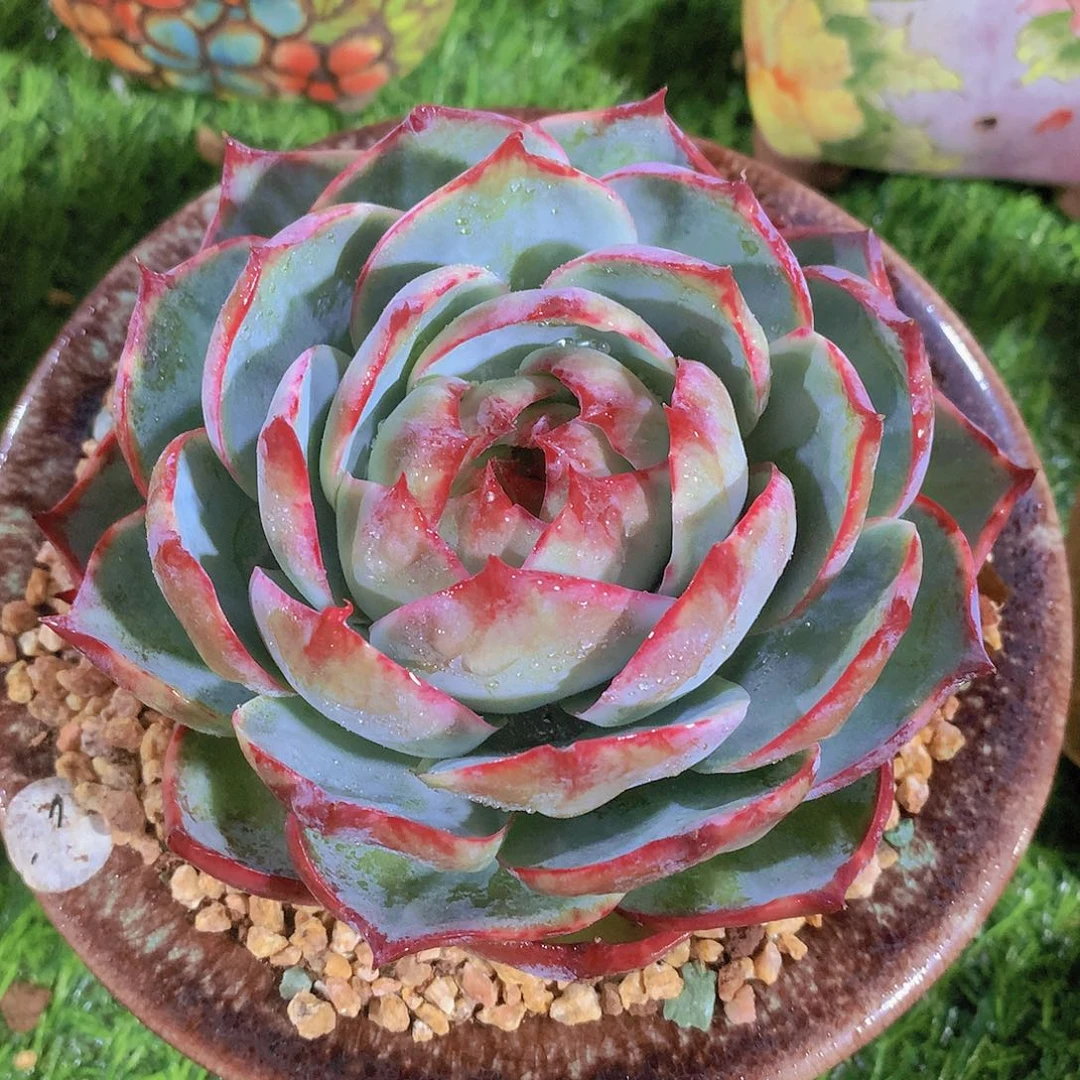 惊鸿仙子12 公分一物一拍