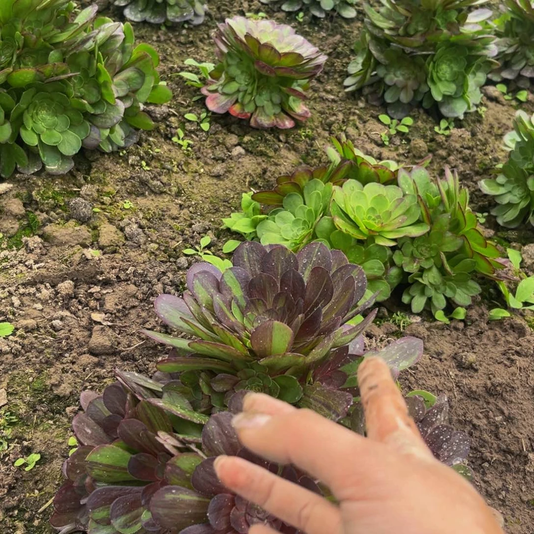 花月夜多肉植物捧花的