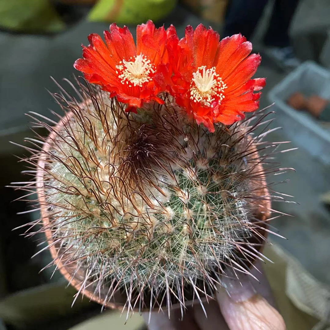 绯秀玉 仙人球植物漳州基地直发货 新手好养 室内外