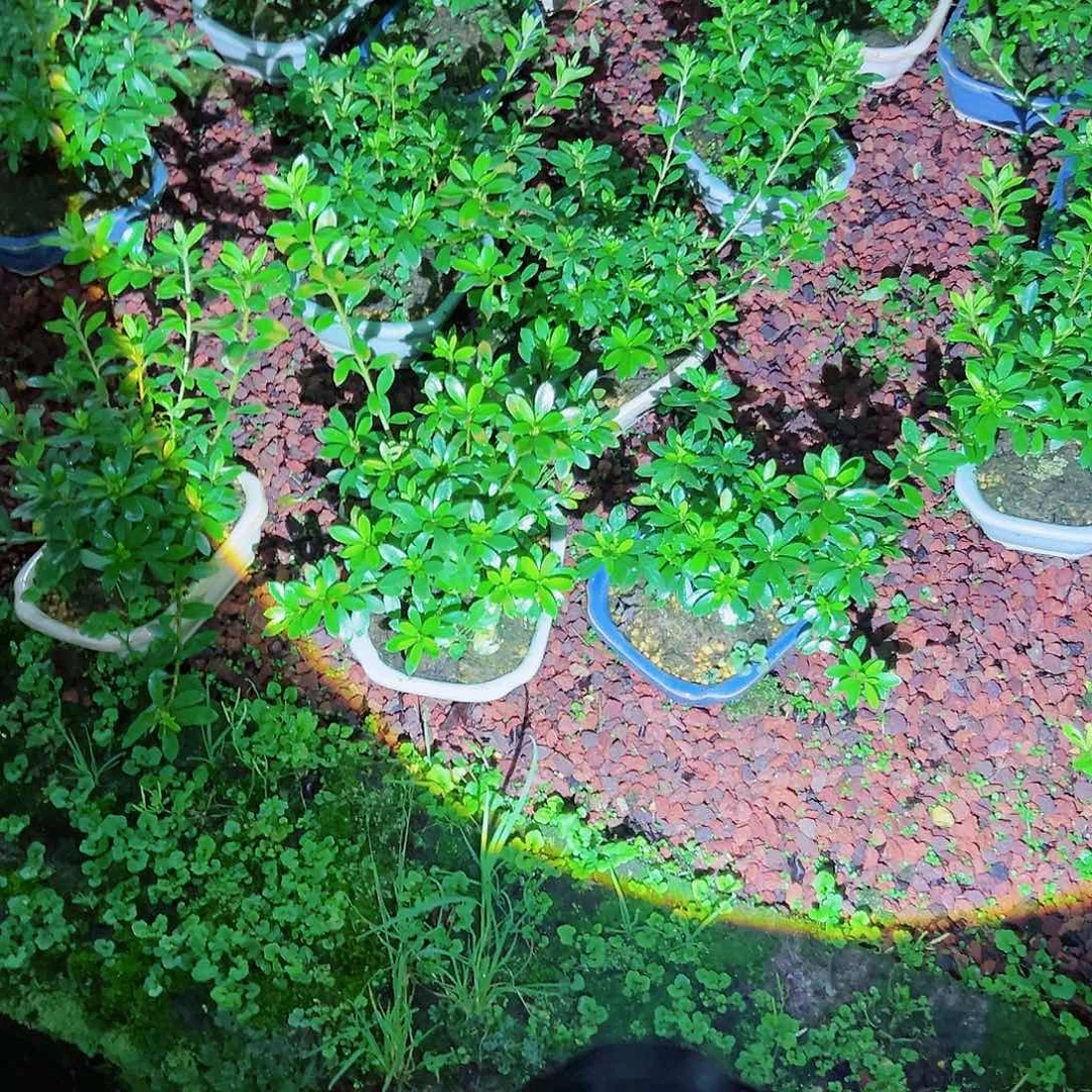 无花朵盆景皋月杜鹃明美之月