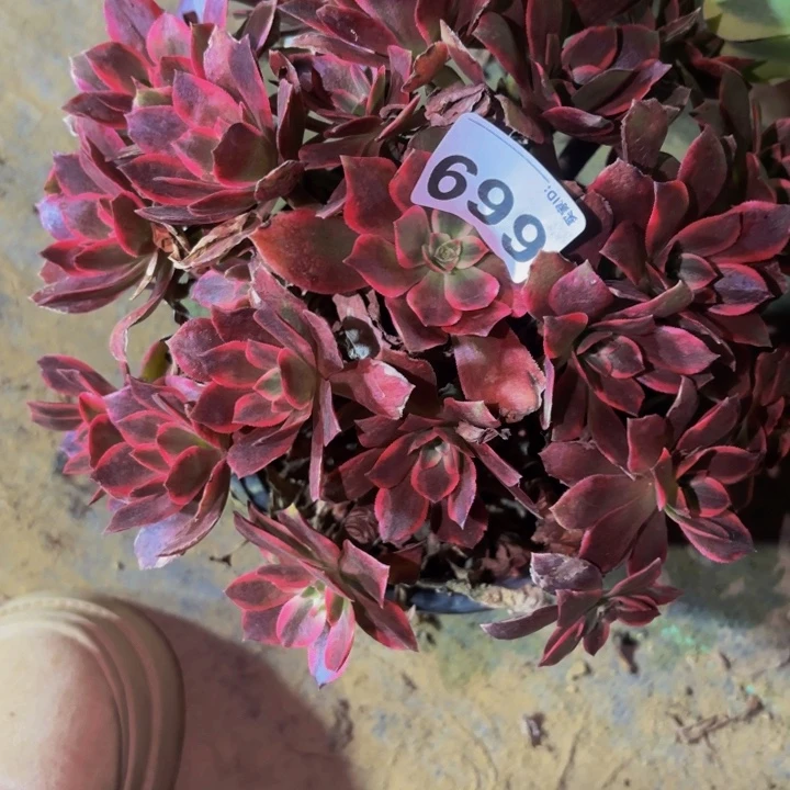 669夜罗刹多肉植物不售后