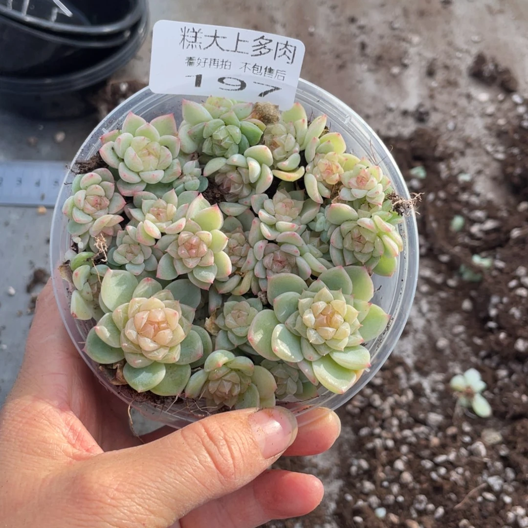 梦***-糕大上多肉植物197