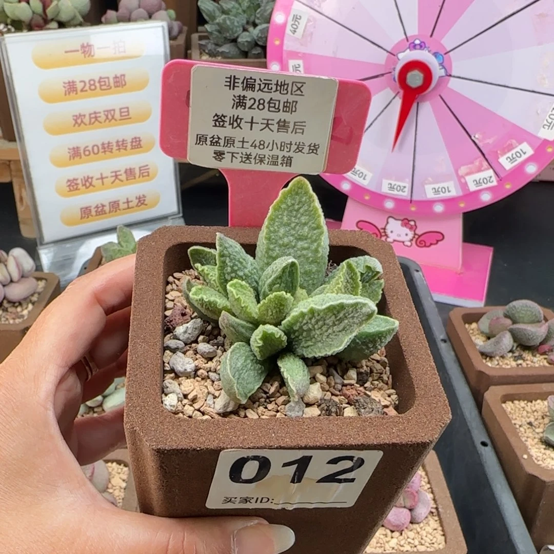 012绿皮多肉的植物