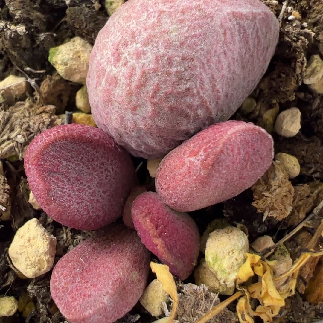 红烧肉水泡多肉植物水泡