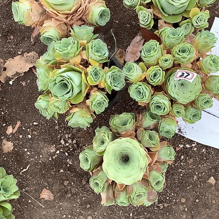 无花朵5颗玫瑰27号