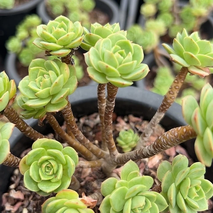 无花朵蔷薇玫瑰。