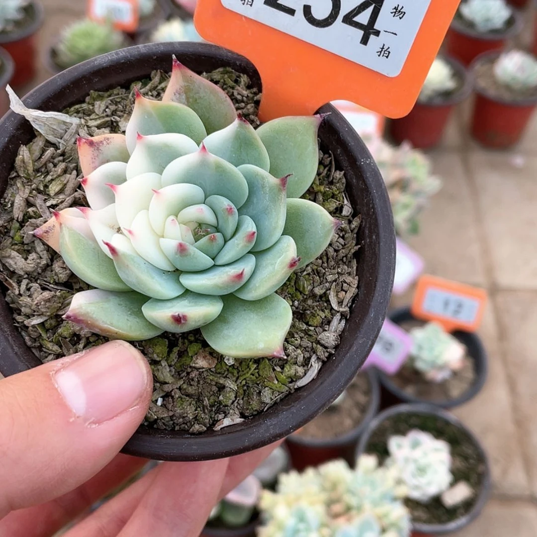 【闪购商品】254号