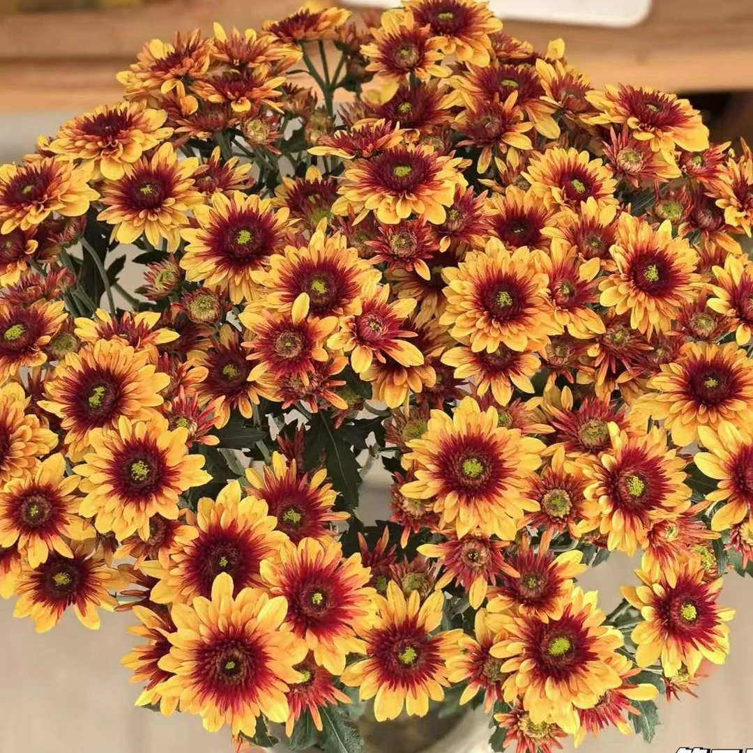 10枝波多利橙小雏菊 花期超长待机【两单顺丰冷链或京东快递】鲜花