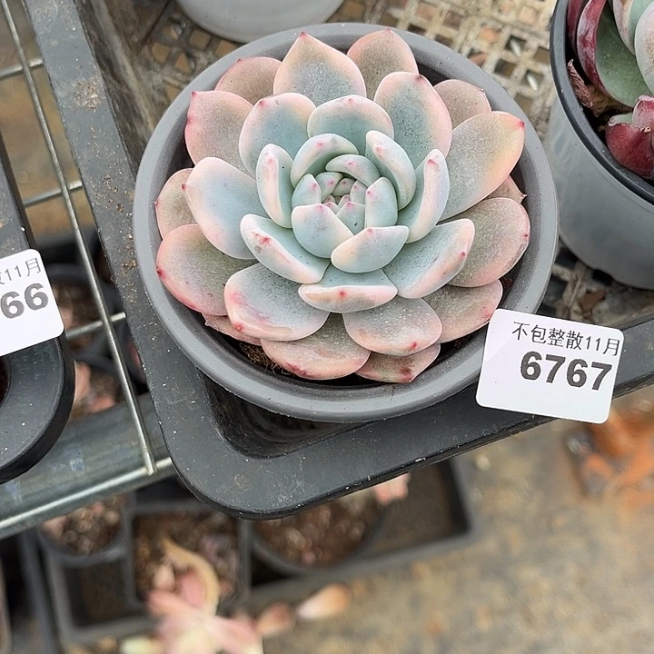 阿雅园艺。        6767梦露锦