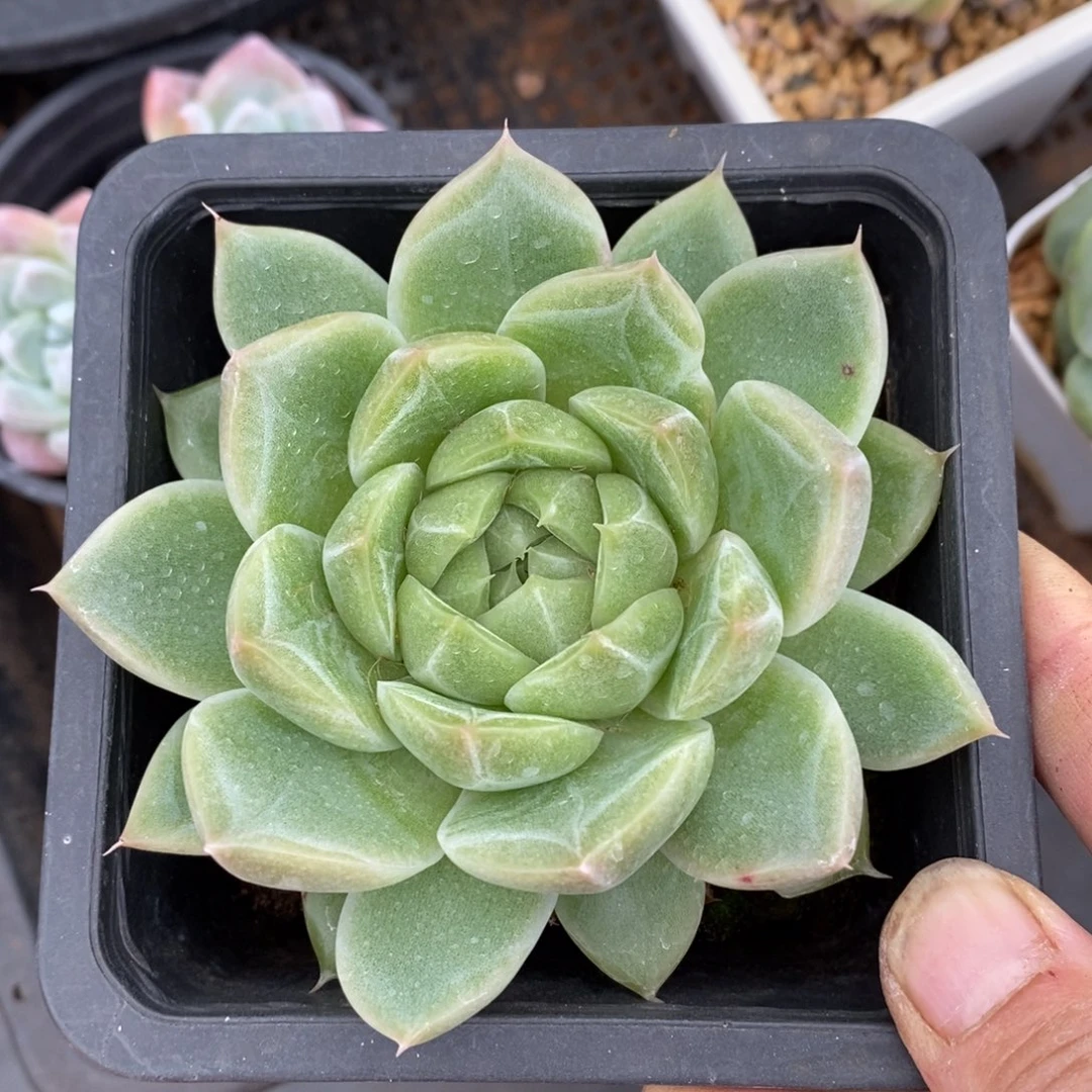 精品多肉、一物一拍不包整135