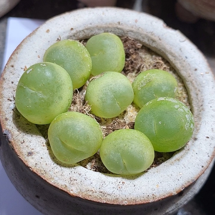 18302。 拉登瑕疵一颗。