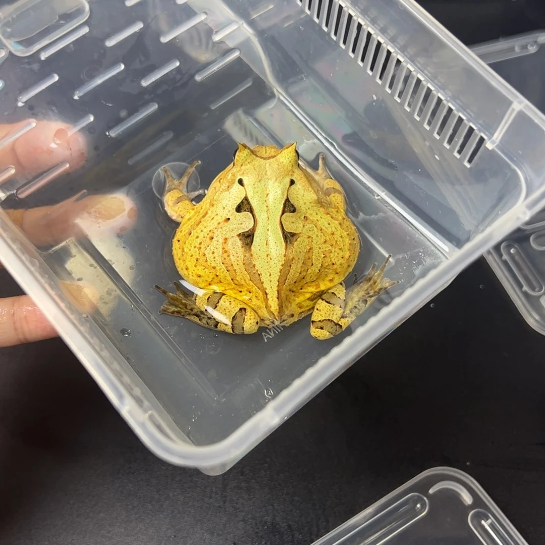 角蛙霸王角蛙5-7