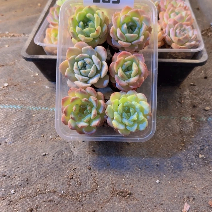 585，拼盘，多肉植物